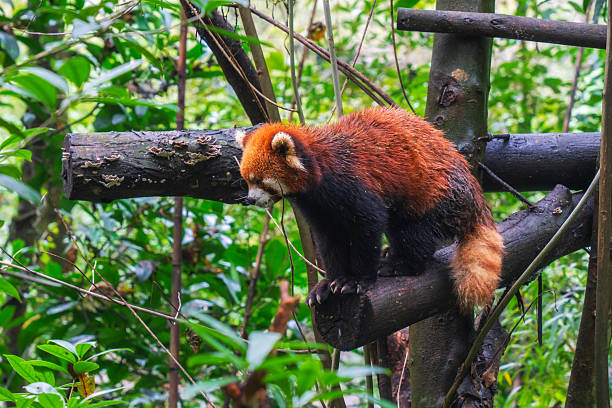 Adorable Red Panda in the zoo, China