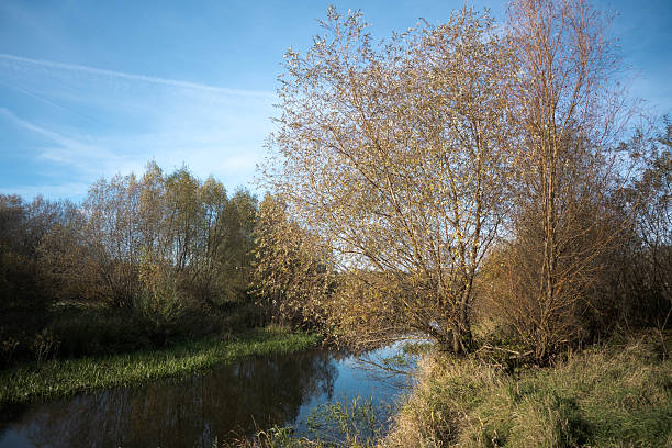 Autumn landscape on the river bank.