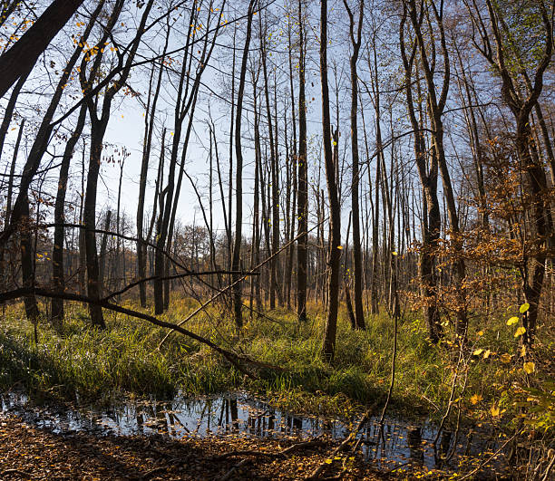 istock Wetland, flooded forest, natural swamp. 2245955734