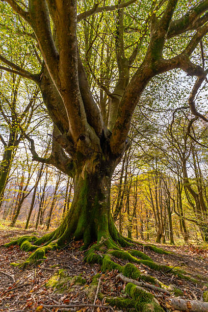 istock Ancient tree with exposed roots in basque country autumn forest 2245957288