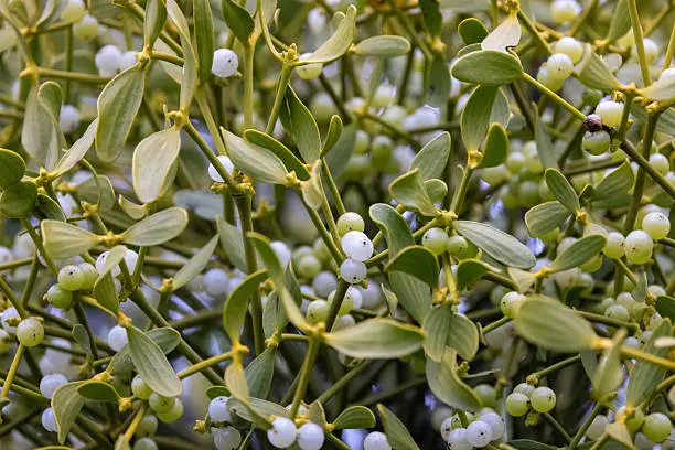 Mistletoe Example Mistletoe Pictures | Download Free Images on Unsplash
