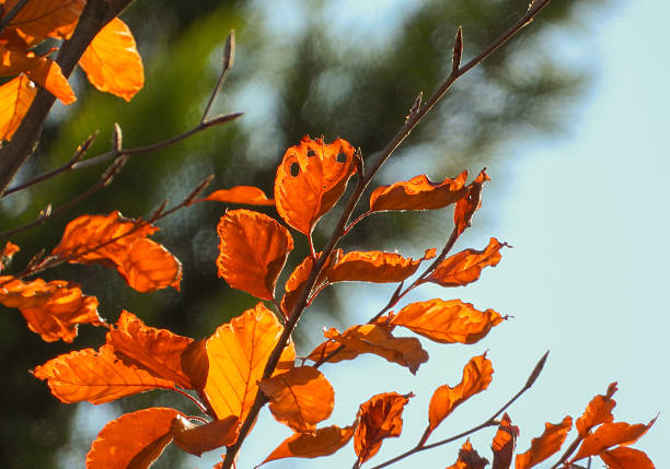 A close up photograph of autumn colours in English woodland