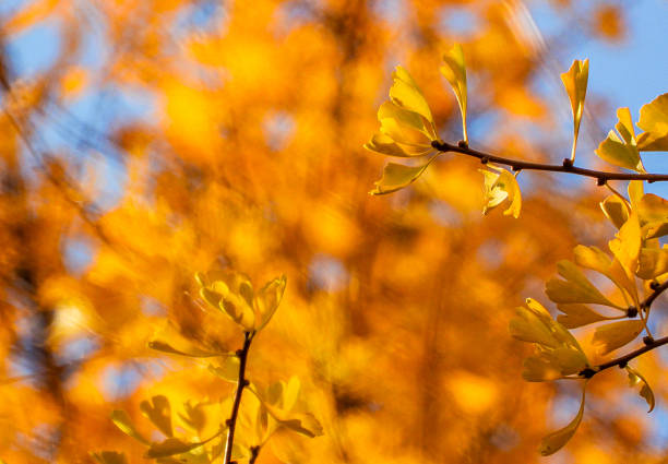Autumn ginkgo biloba in soft focus for background