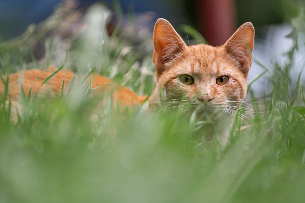 Adult ginger cat lies in green grass in the backyard of the residential building