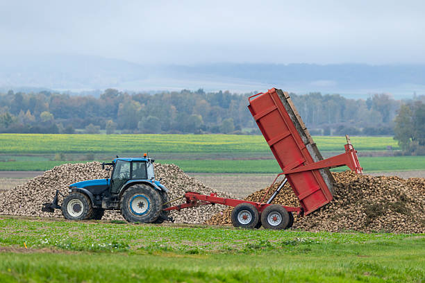 istock Tractor unloading sugar beet harvest in Vert Toulon, France 2245965959