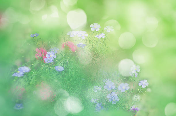 Wild blue flowers on a meadow in summer close-up