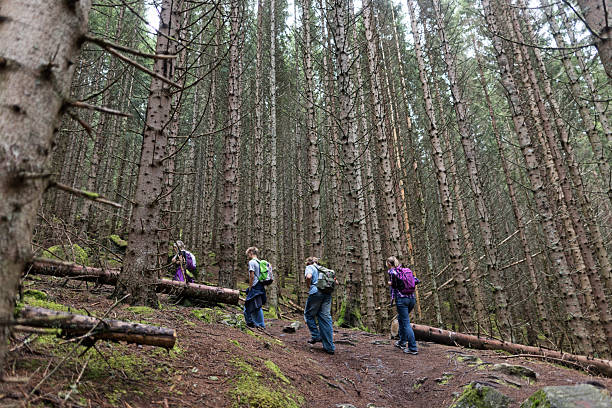 Group of hikers trek through a dense spruce forest full of tall, straight tree trunks and vibrant green moss covering fallen logs and rocks. The hikers carry colorful backpacks in purple, gray, and green while walking along a reddish-brown dirt trail. Large moss-covered boulders and fallen timber create natural obstacles along the path, while the forest floor displays a carpet of bright green moss contrasting with exposed earth. The atmospheric woodland scene features closely-spaced conifer trees creating a cathedral-like effect.Shot with Canon R5 on an overcast summer day.