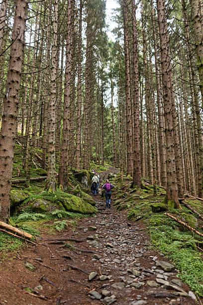 istock Hikers walking through dense spruce forest with moss-covered logs and boulders 2245969077