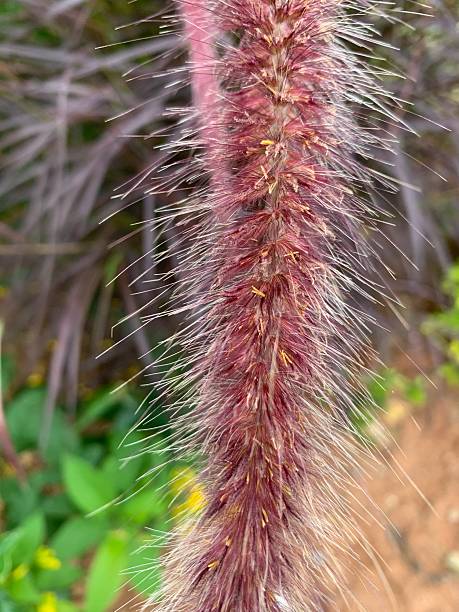 istock Callistemon comboynensis plants in a field at daytime with a blurry background 2245969442