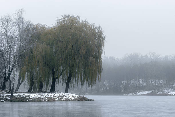 Winter background with plants