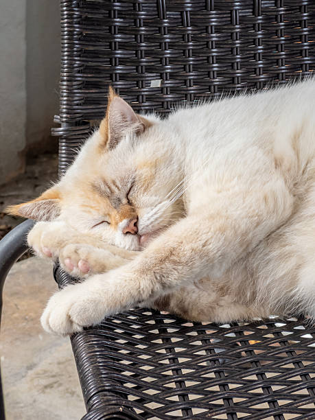 A serene flame point Siamese cat enjoying a peaceful nap on a textured dark brown wicker chair, showcasing ultimate relaxation and cozy comfort. Perfect for themes of rest, domestic life, and pet
