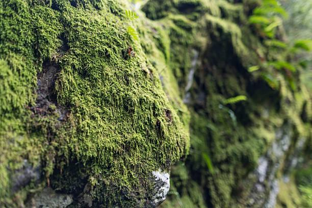 Close-up of a rock surface densely covered with vibrant green moss in a pristine forested area in hardangervidda national park in Norway. The lush moss growth indicates a moist, shaded habitat typical of woodland ecosystems.Shot with canon R5