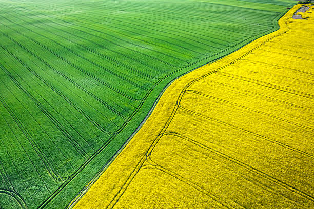 istock Rapeseed and wheat field at sunrise in spring. 2245969772