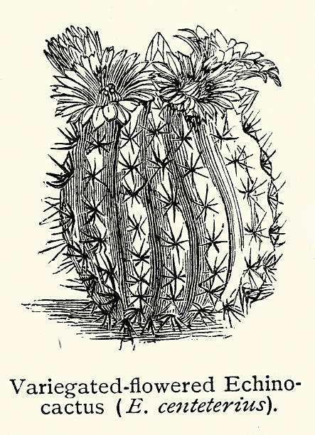 Botany, Gymnocalycium mostii, cactus, Vintage illustration, 19th Century, Victorian