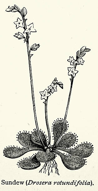 Botany, Plants, Drosera, Round-leaved sundew, Drosera rotundifolia, carnivorous flowering plant, Vintage illustration, 19th Century, Victorian