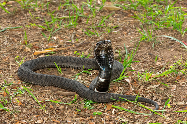 istock Rinkhals (Hemachatus haemachatus), also known as a ringhals or ring-necked spitting cobra 2245972182