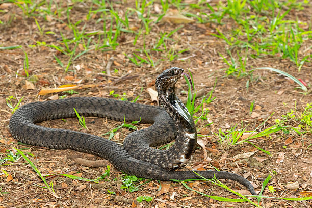 istock Rinkhals (Hemachatus haemachatus), also known as a ringhals or ring-necked spitting cobra 2245972249