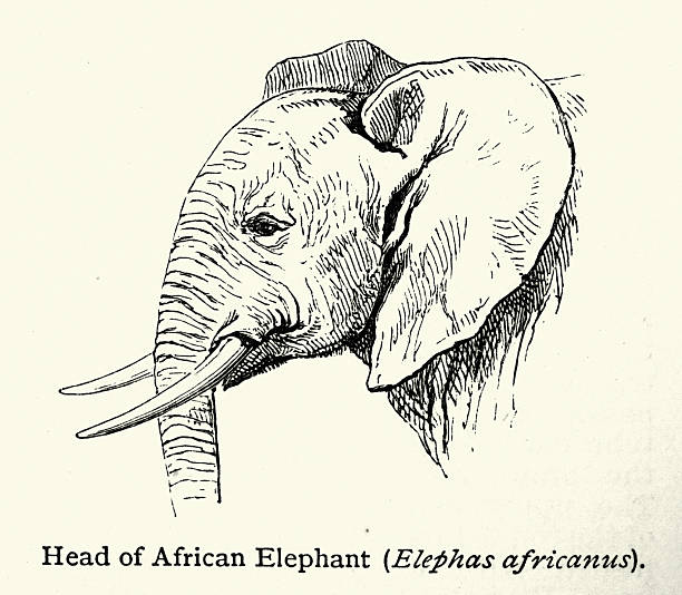 Wildlife, African elephant, Vintage illustration, 19th Century, Victorian
