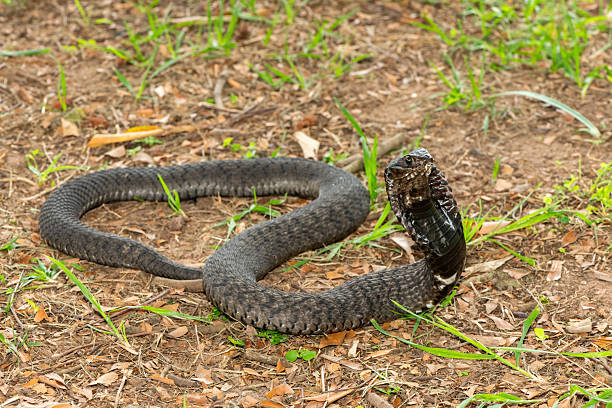 istock Rinkhals (Hemachatus haemachatus), also known as a ringhals or ring-necked spitting cobra 2245972274
