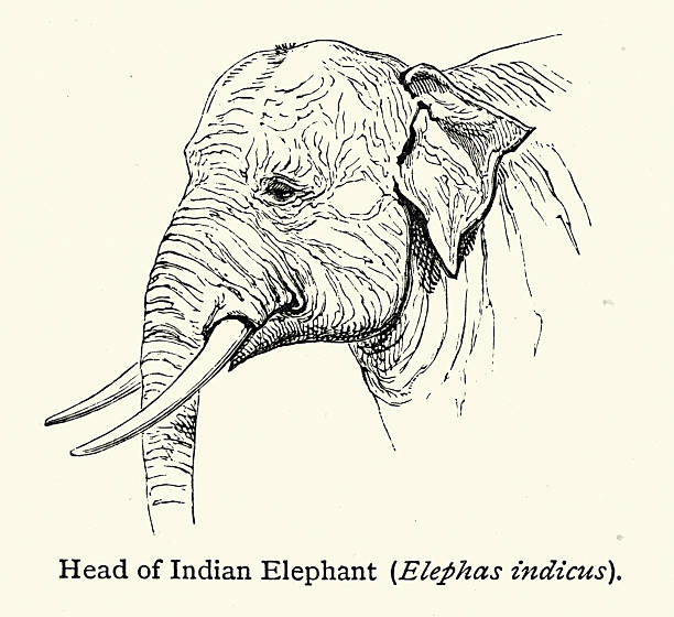 Wildlife, Indian elephant, Vintage illustration, 19th Century, Victorian