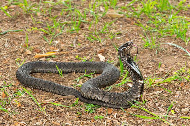 istock Rinkhals (Hemachatus haemachatus), also known as a ringhals or ring-necked spitting cobra 2245972286