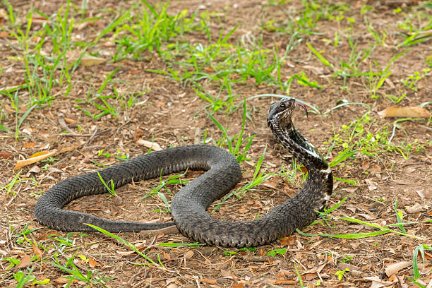 istock Rinkhals (Hemachatus haemachatus), also known as a ringhals or ring-necked spitting cobra 2245972351