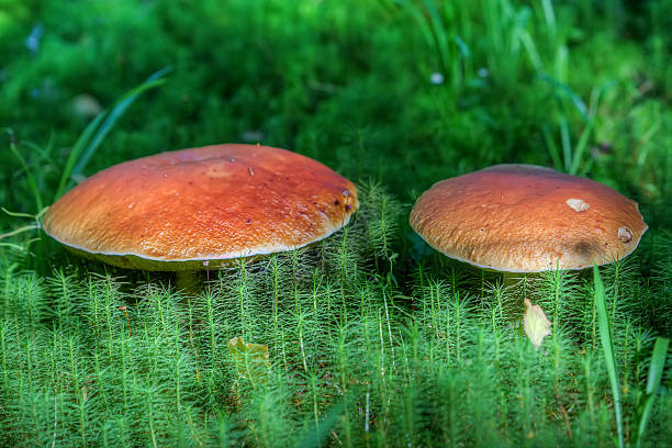 Edible porcini mushrooms grow in the forest.