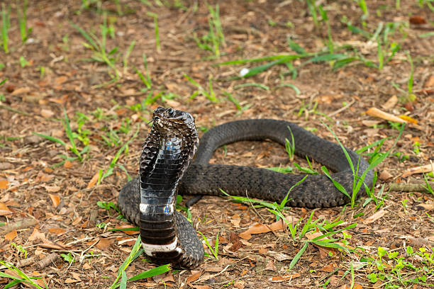 istock Rinkhals (Hemachatus haemachatus), also known as a ringhals or ring-necked spitting cobra 2245972446