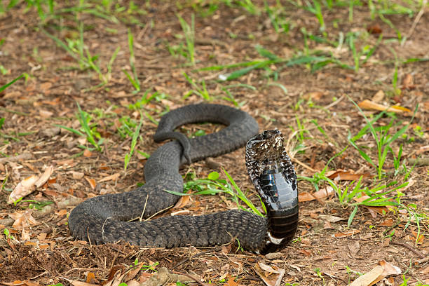 istock Rinkhals (Hemachatus haemachatus), also known as a ringhals or ring-necked spitting cobra 2245972486