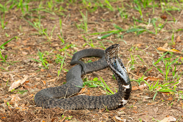 istock Rinkhals (Hemachatus haemachatus), also known as a ringhals or ring-necked spitting cobra 2245972491