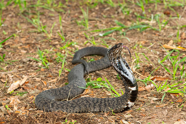istock Rinkhals (Hemachatus haemachatus), also known as a ringhals or ring-necked spitting cobra 2245972512