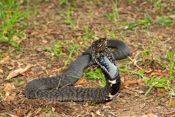 istock Rinkhals (Hemachatus haemachatus), also known as a ringhals or ring-necked spitting cobra 2245972541