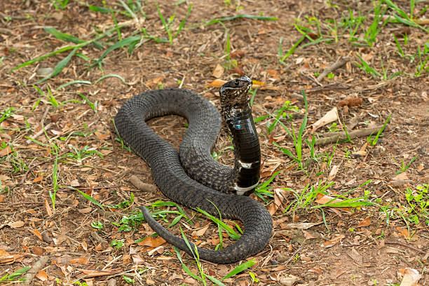 The beautiful Rinkhals (Hemachatus haemachatus), also known as a ringhals or ring-necked spitting cobra, displaying its signature hood in a defensive pose – Africa’s deadly venomous snake