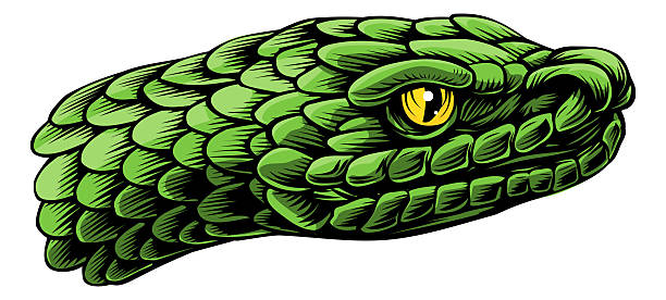 A snake head in a vintage woodcut engraved etching illustration style