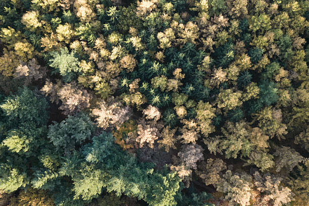 istock Autumn forest with colorful leaves seen from above 2245978022