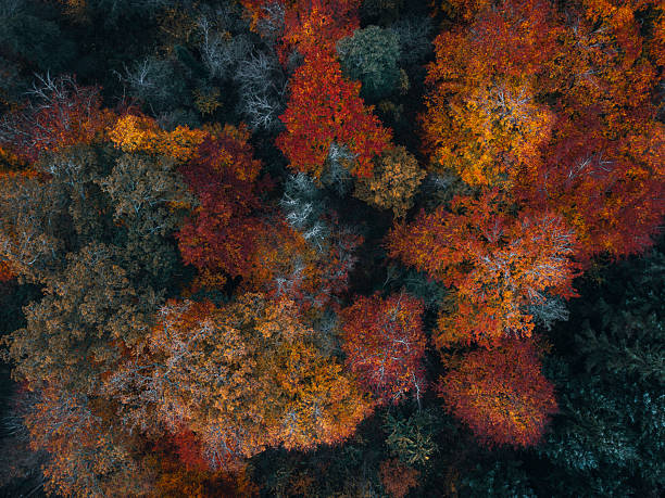 istock Autumn colours from above 2245978877