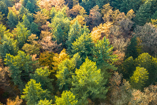 istock Autumn forest with colorful leaves seen from above 2245978926