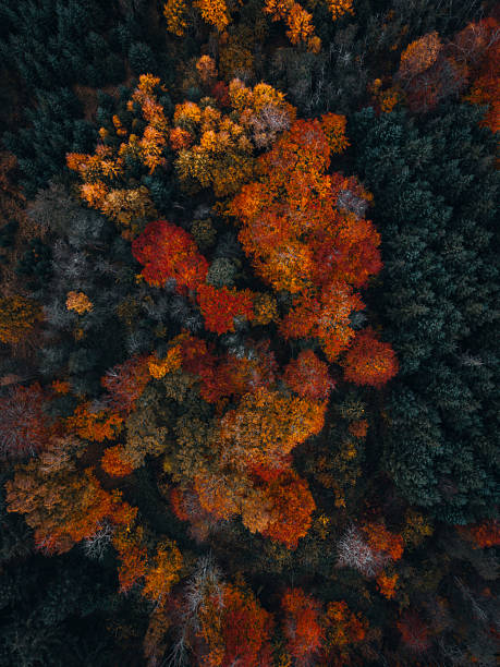 istock Autumn colours from above 2245978966