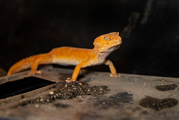 istock A bright orange leopard gecko with beautiful eyes. Eublifar lizard 2245979189