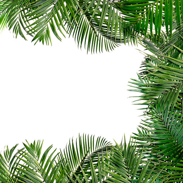istock Bright green palm leaves on white background. Tropical plant 2245979343