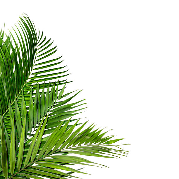 istock Bright green palm leaves on white background. Tropical plant 2245979346