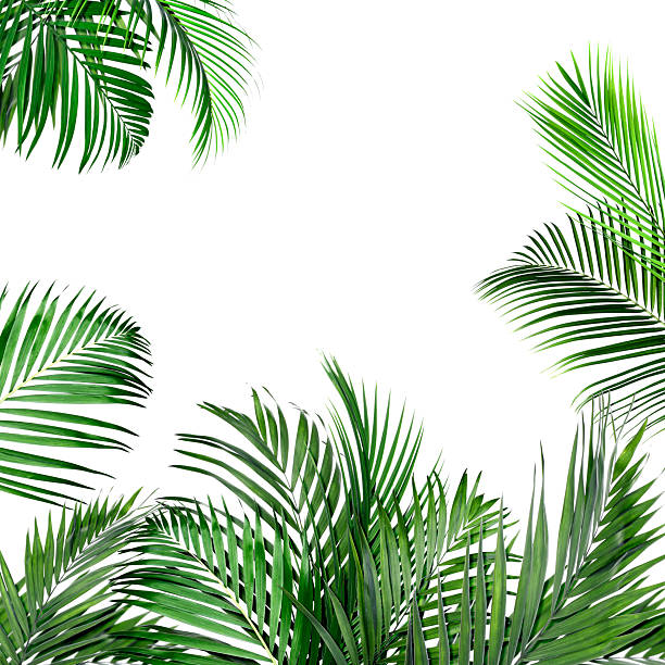 istock Bright green palm leaves on white background. Tropical plant 2245979367