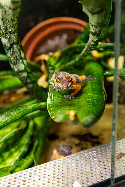 istock An exotic reptile: a baby striped leopard gecko. A Eublefar on a green leaf. 2245979383