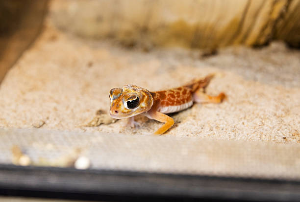 istock Funny lizard. Close-up of a Spotted Gecko Lizard in Terrarium 2245979562