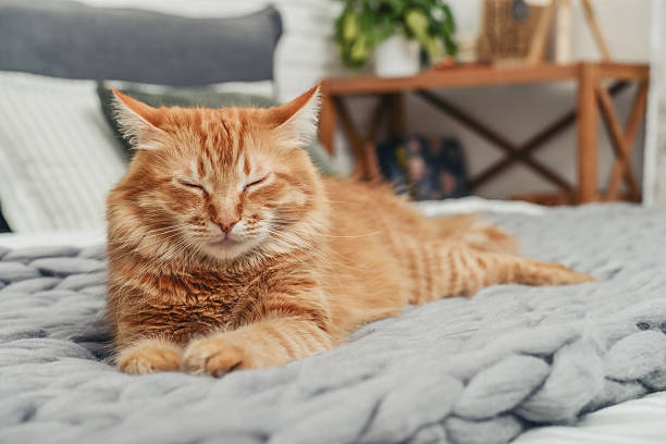 istock Cute red  cat is lying on the bed 2245979796