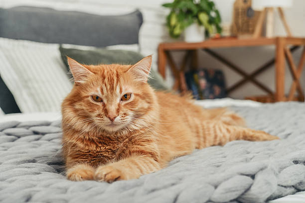istock Cute red  cat is lying on the bed 2245979815
