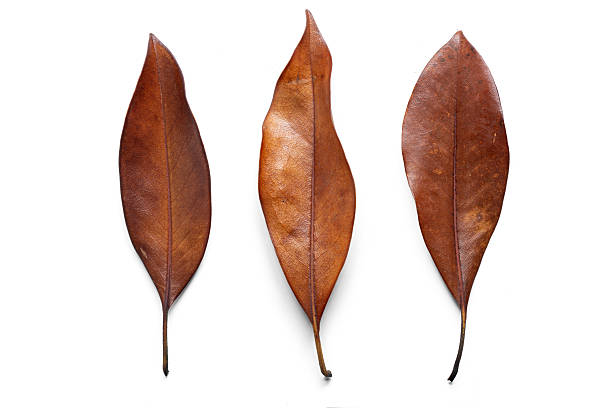 Three dried brown leaves laid in a row on a clean white backdrop. Textured, natural, and minimal composition ideal for autumn, nature, and botanical stock uses.