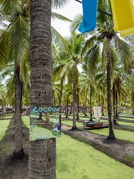 Vibrant coconut market in Thailand, featuring lush palm groves lining canals covered in duckweed, with a whimsical "Coconut Market" sign. A tropical and cultural scene perfect for travel.