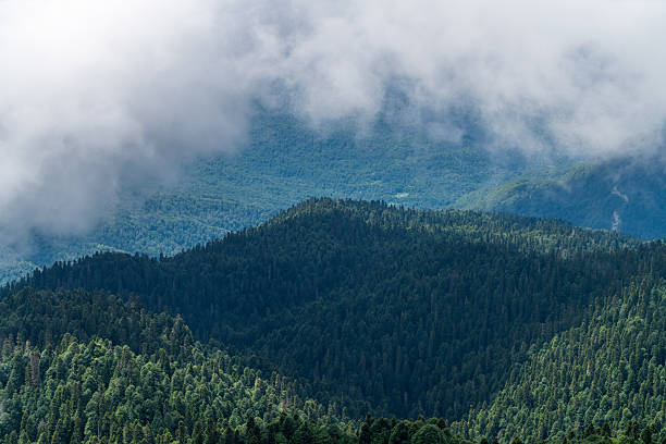 A tranquil alpine scene features dense evergreen forests, layered mountain ridges, and soft clouds drifting over the valley. Perfect for nature, travel, and outdoor exploration themes.