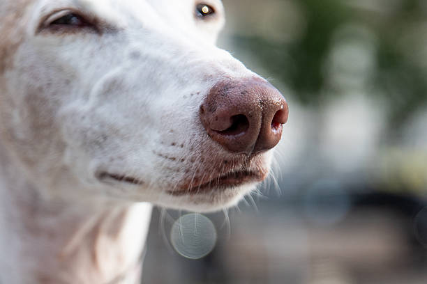 istock Close up of a dog is nose 2245981744